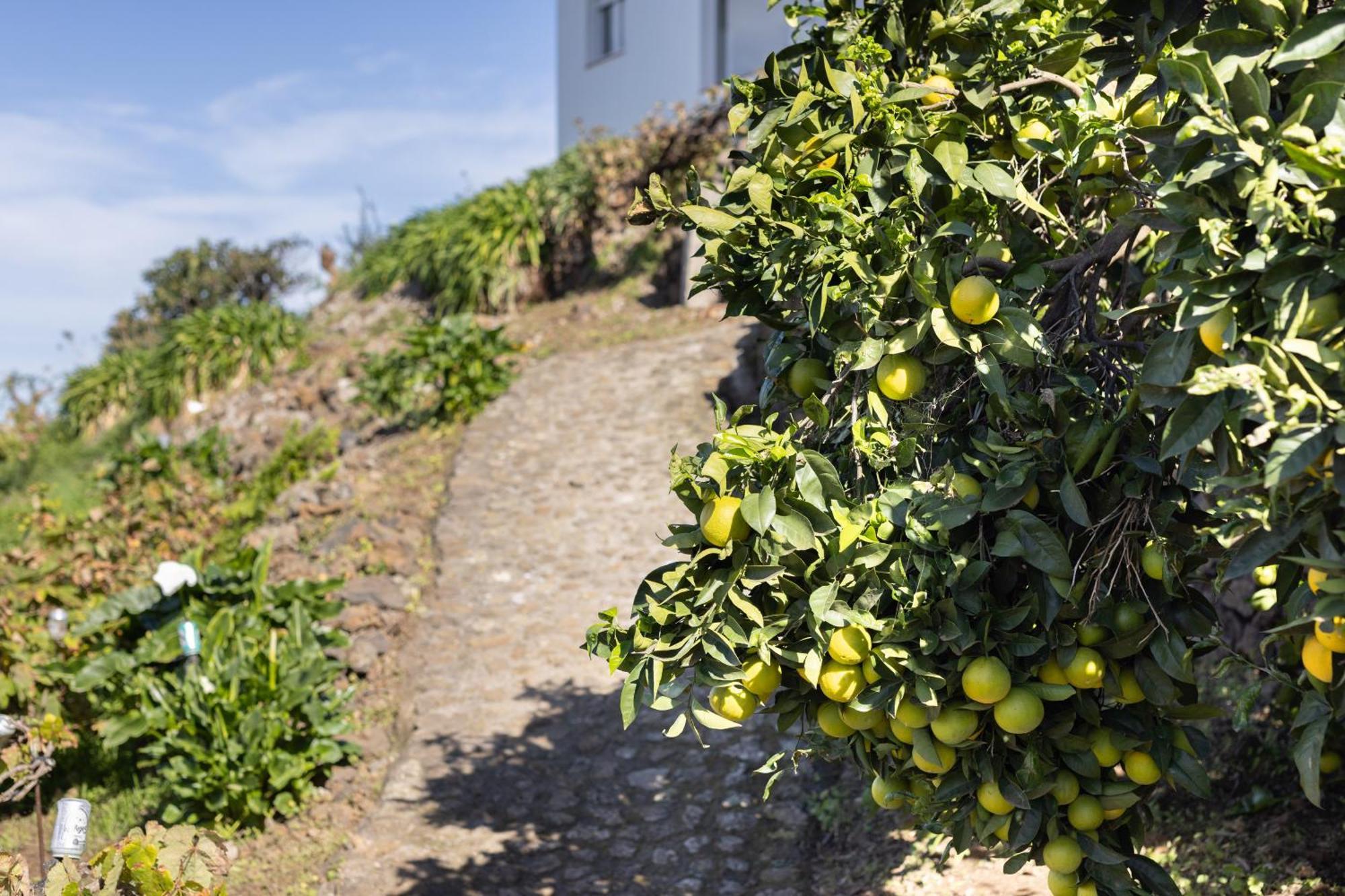 Ek Teide Finca El Milagro La Orotava Exterior foto